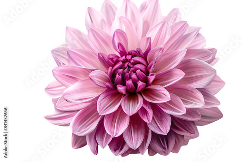 pink flower isolated on transparent background