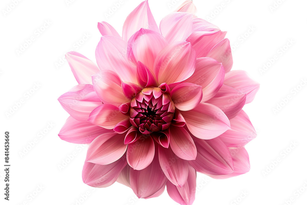 pink flowers isolated on transparent background pink flowers isolated on transparent background