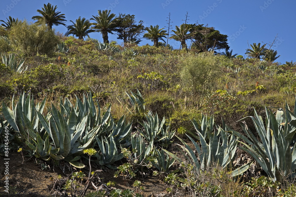 Palms and Agave plants at the hiking track round Caldera Bandama on Gran Canaria,Canary Islands,Spain,Europe
Palms and Agave plants at the hiking track round Caldera Bandama on Gran Canaria,Canary Islands,Spain,Europe