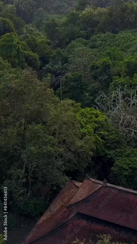 Natural park on Bali Indonesia island aerial drone footage front movement. Trpical trees, 4k Ultra HD Vertical shot. Natural park on Bali Indonesia island aerial drone footage front movement. Trpical trees, 4k Ultra HD Vertical shot.