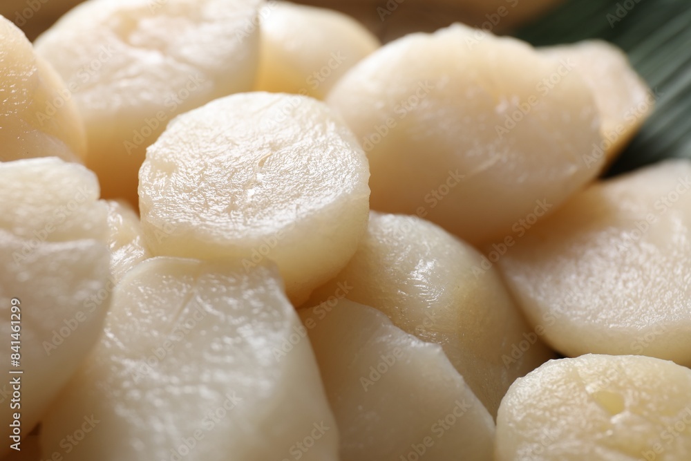 Fresh raw scallops as background, closeup view Fresh raw scallops as background, closeup view