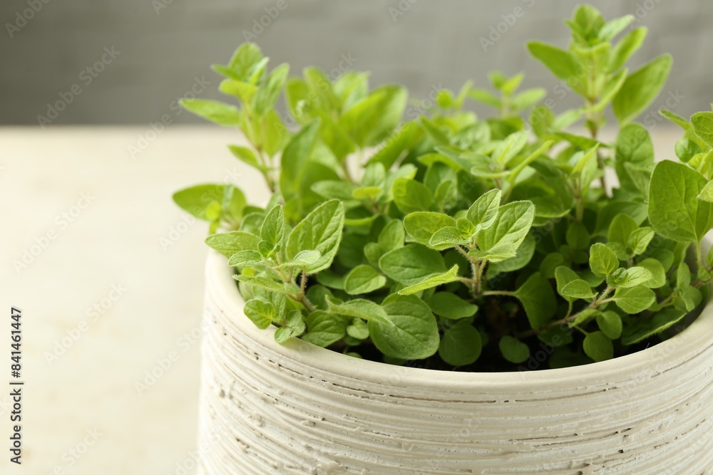 Aromatic potted oregano on light marble table, closeup Aromatic potted oregano on light marble table, closeup
