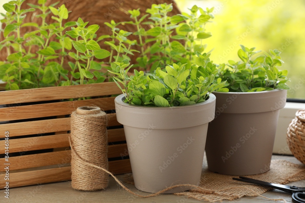 Aromatic potted oregano on wooden windowsill indoors Aromatic potted oregano on wooden windowsill indoors
