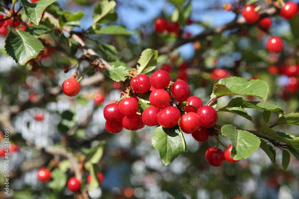 Cherry tree with ripe red berries outdoors, closeup Cherry tree with ripe red berries outdoors, closeup