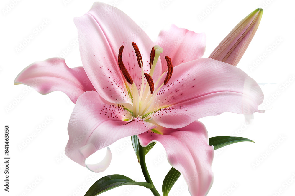 Fototapeta premium Pink lily flower isolated on transparent background