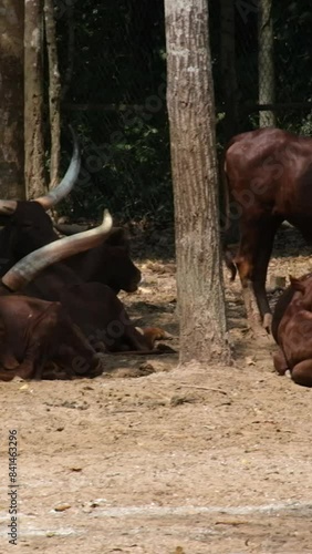 The Ankole cows of Uganda with very big white horns. Watussi cow Ankole-Watusi, a modern American breed of domestic cattle. It is descended from the Ankole group of Sanga cattle breeds. photo