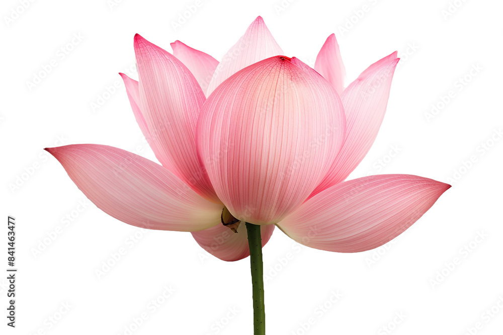 Fototapeta premium Pink lotus isolated on transparent background