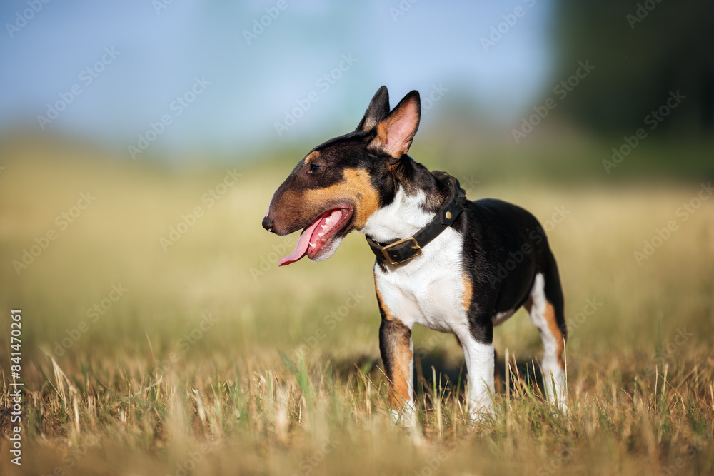miniature bull terrier puppy standing on a field in summer miniature bull terrier puppy standing on a field in summer