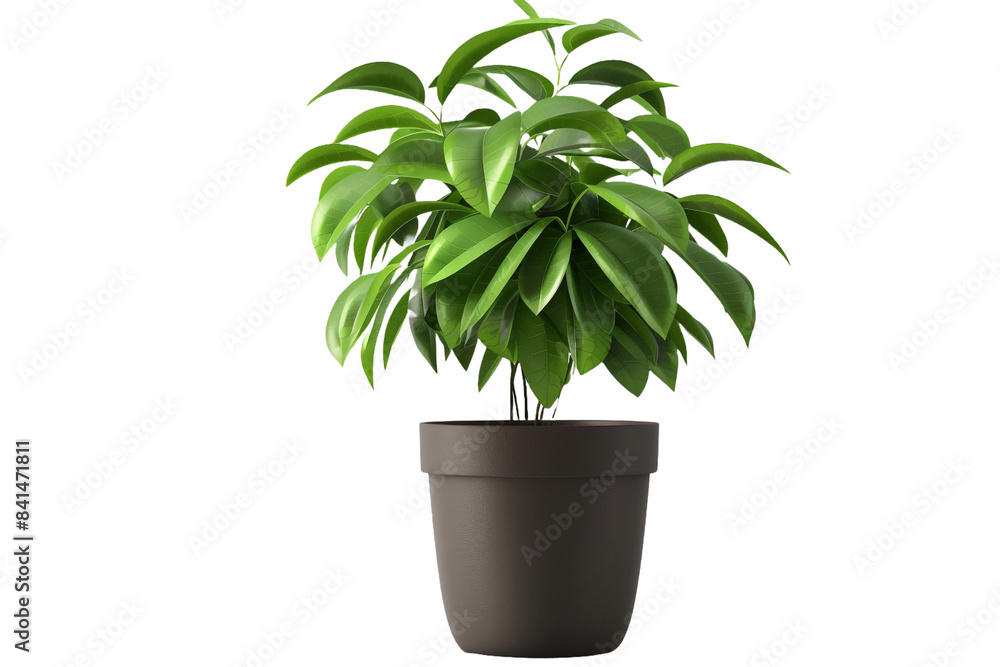 Obraz premium Plant in a pot isolated on transparent background