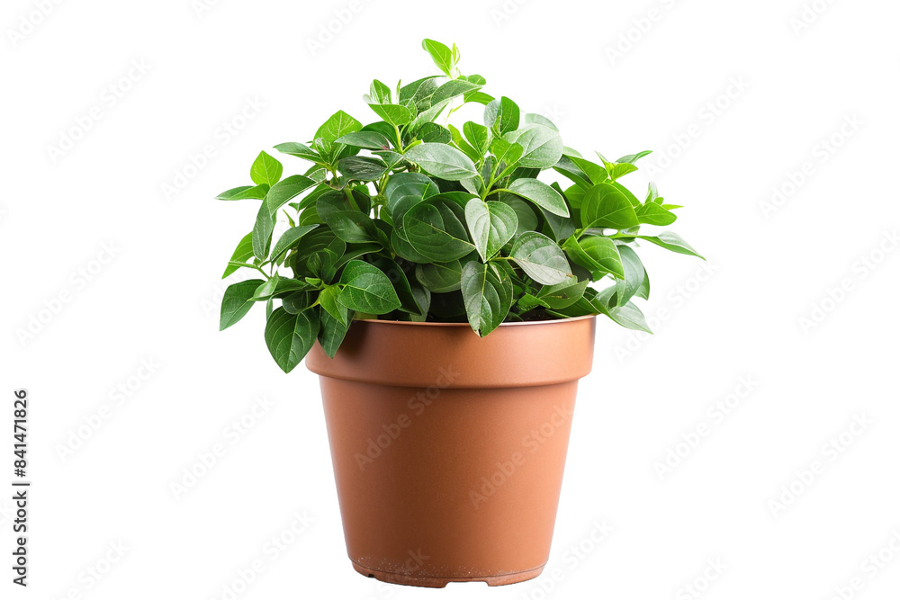 Plant in a pot isolated on transparent background Plant in a pot isolated on transparent background