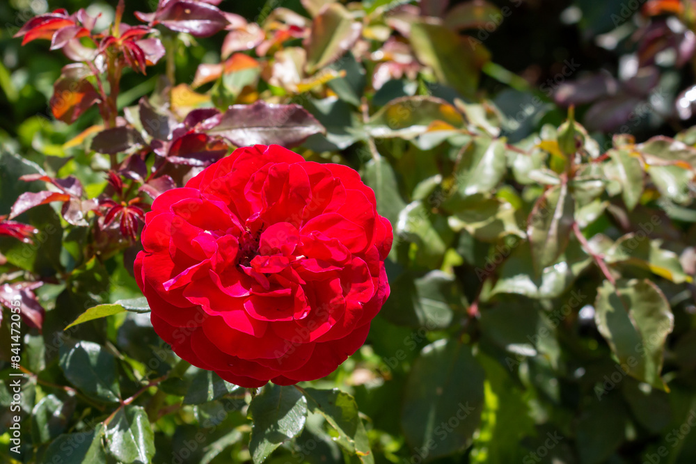 Red roses in a garden, Belgrade, Serbia Red roses in a garden, Belgrade, Serbia