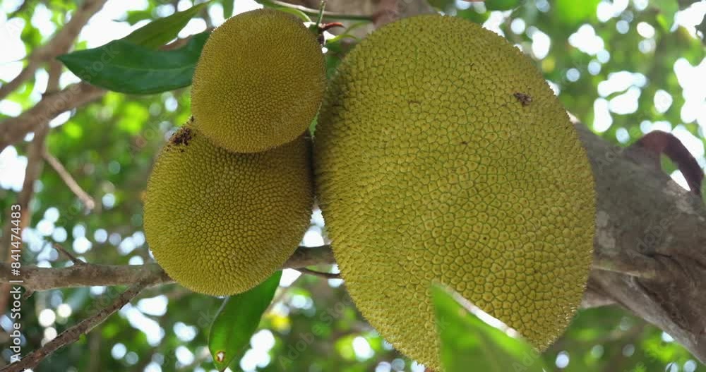 Raw jack fruit hanging on the tree. The jack fruit also known as jack tree, Artocarpus heterophyllus, nangka is a species of tree in the fig, mulberry and breadfruit family ,Moraceae. Raw jack fruit hanging on the tree. The jack fruit also known as jack tree, Artocarpus heterophyllus, nangka is a species of tree in the fig, mulberry and breadfruit family ,Moraceae.
