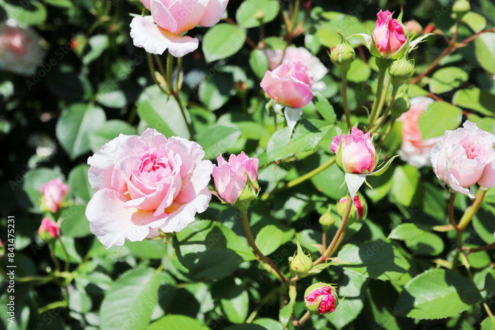 Obraz premium 薔薇庭園の薄いピンクの薔薇