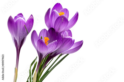 Purple flower isolated on transparent background © Tohamina