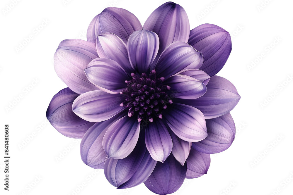 Fototapeta premium Purple flower isolated on transparent background