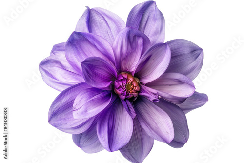 Purple flower isolated on transparent background