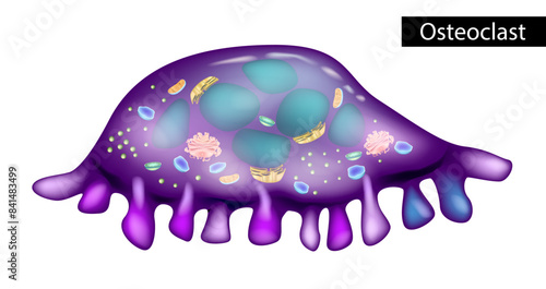 Structure of osteoclasts. Osteoclast is a type of bone cell that breaks down bone tissue.