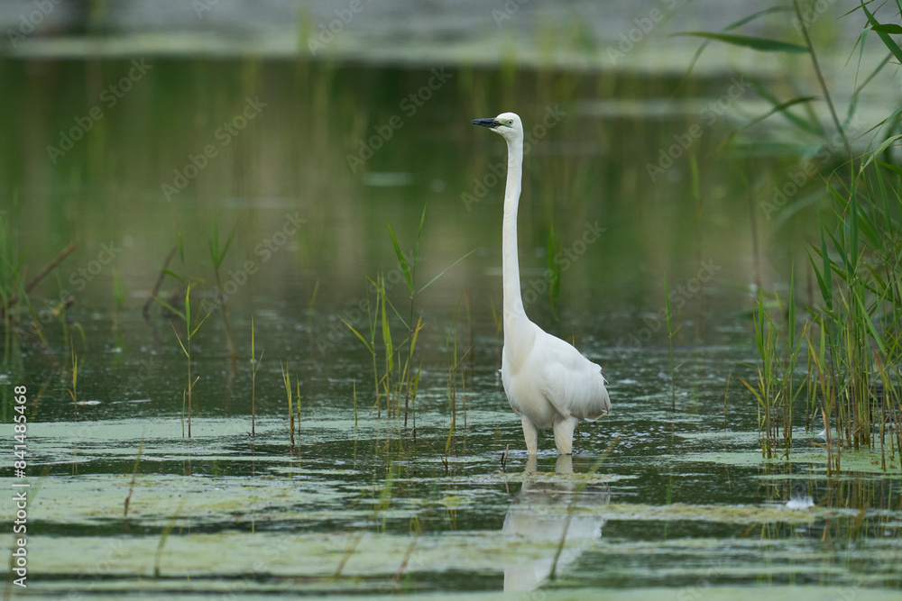 Naklejka premium Great White Egret (Ardea alba) hunting amongst the marshland of Ham Wall nature reserve in the Somerset Levels, United Kingdom.