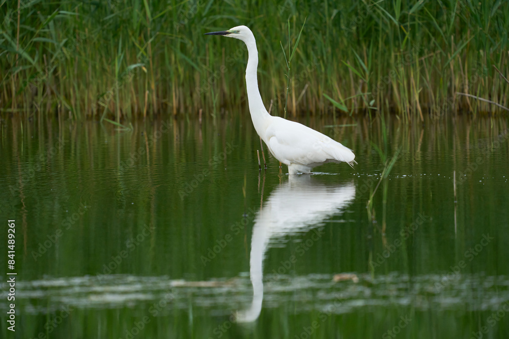 Great White Egret (Ardea alba) hunting amongst the marshland of Ham Wall nature reserve in the Somerset Levels, United Kingdom.