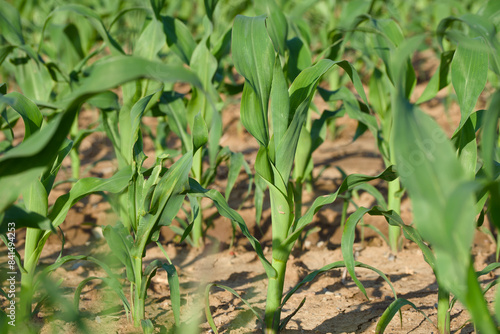 young stalks of maize plant in the agricultural field on a sunny summer day