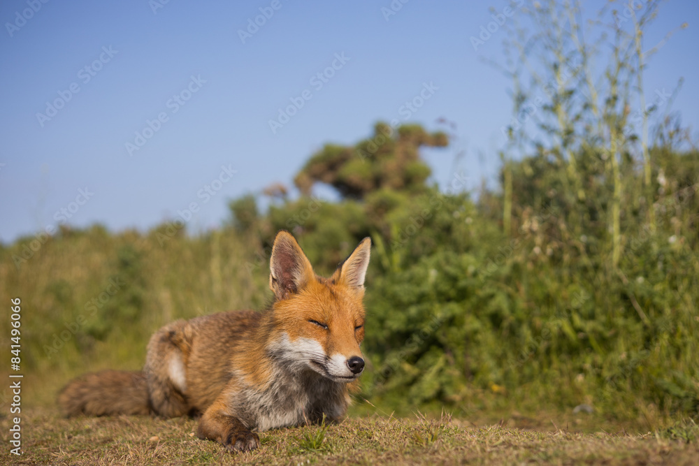 Fototapeta premium Red fox in open landscape taken with a wide-angle lens