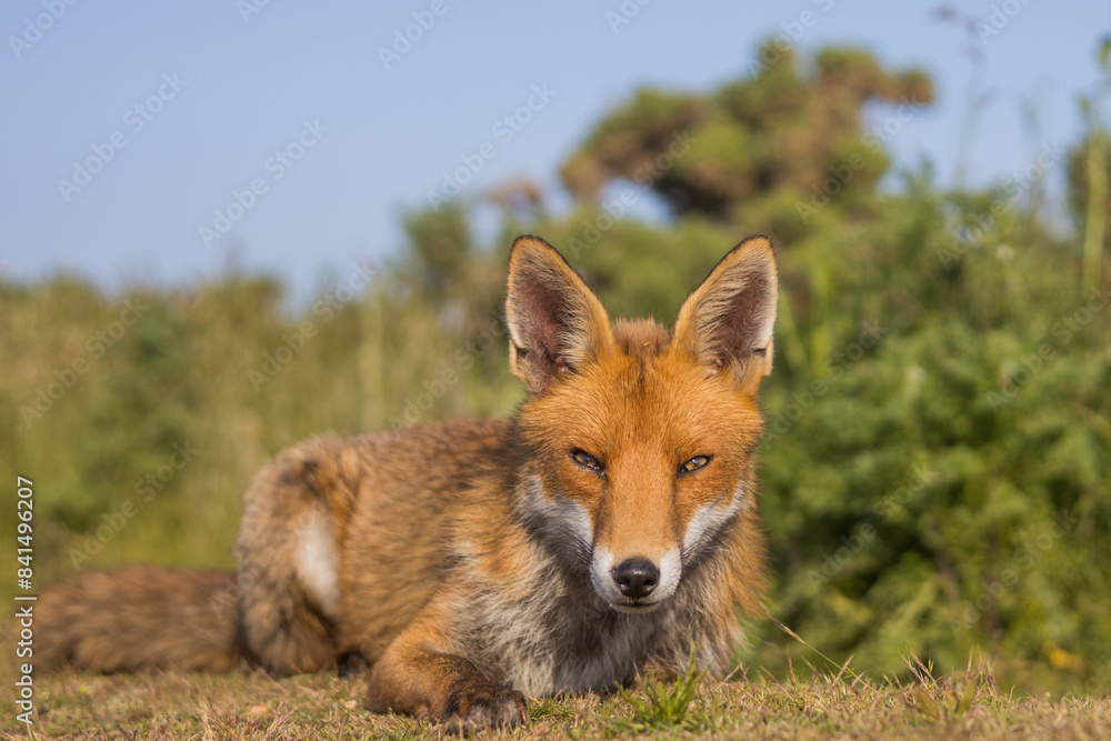 Obraz premium Red fox in open landscape taken with a wide-angle lens