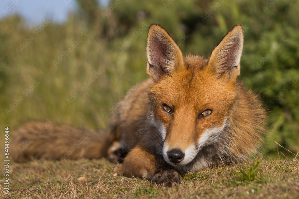Red fox in open landscape taken with a wide-angle lens Red fox in open landscape taken with a wide-angle lens