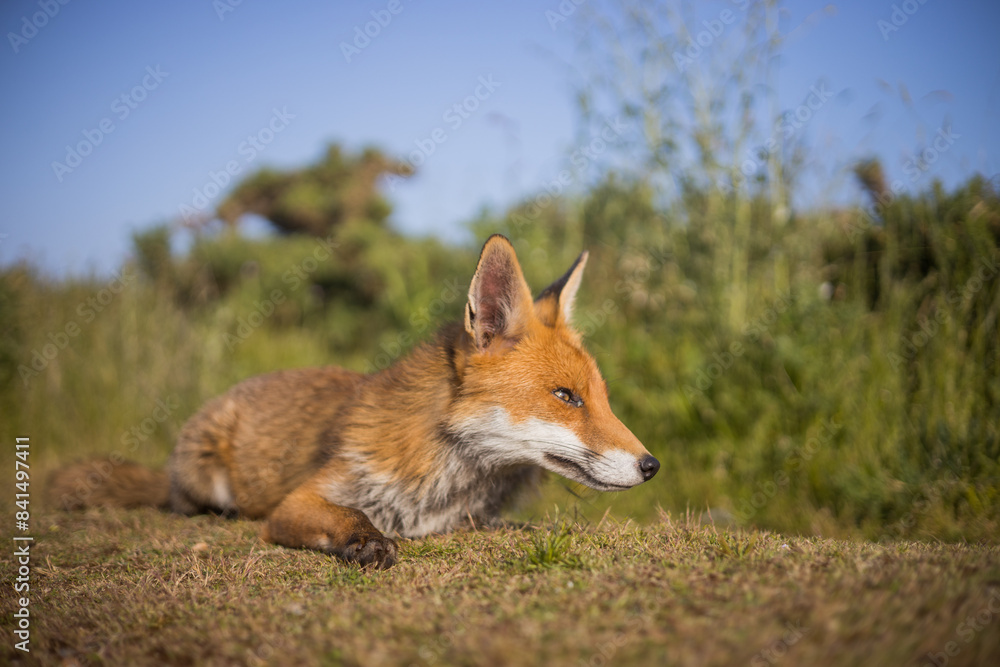 Fototapeta premium Red fox in open landscape taken with a wide-angle lens
