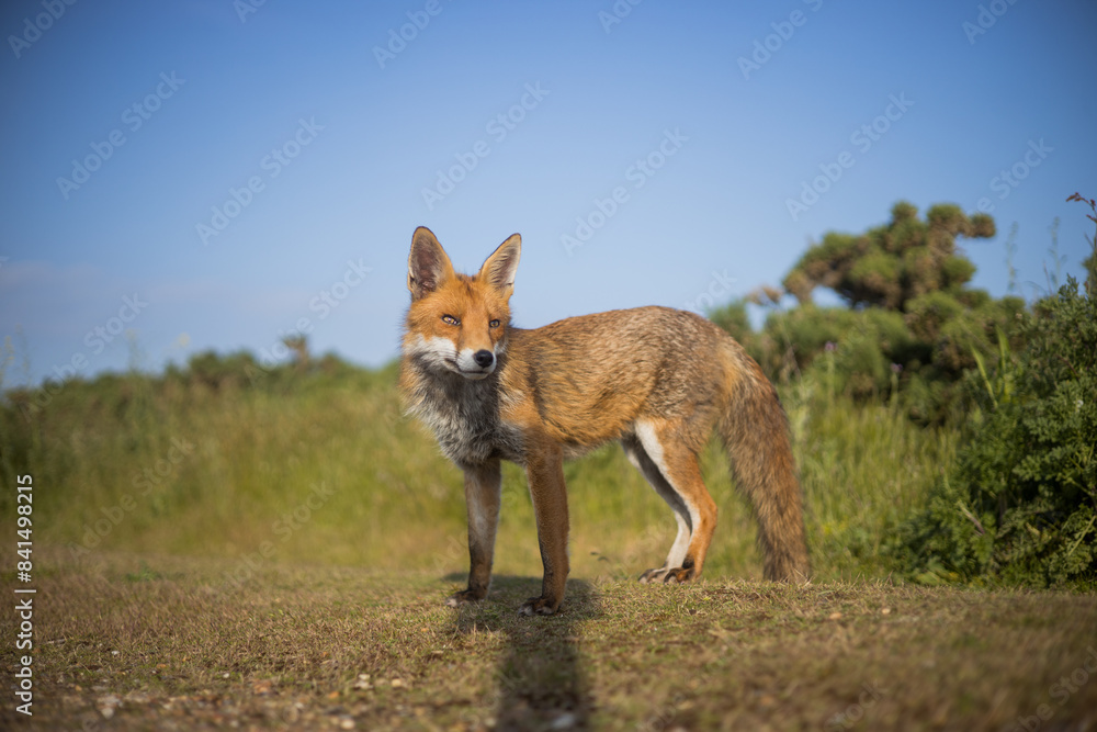 Red fox in open landscape taken with a wide-angle lens