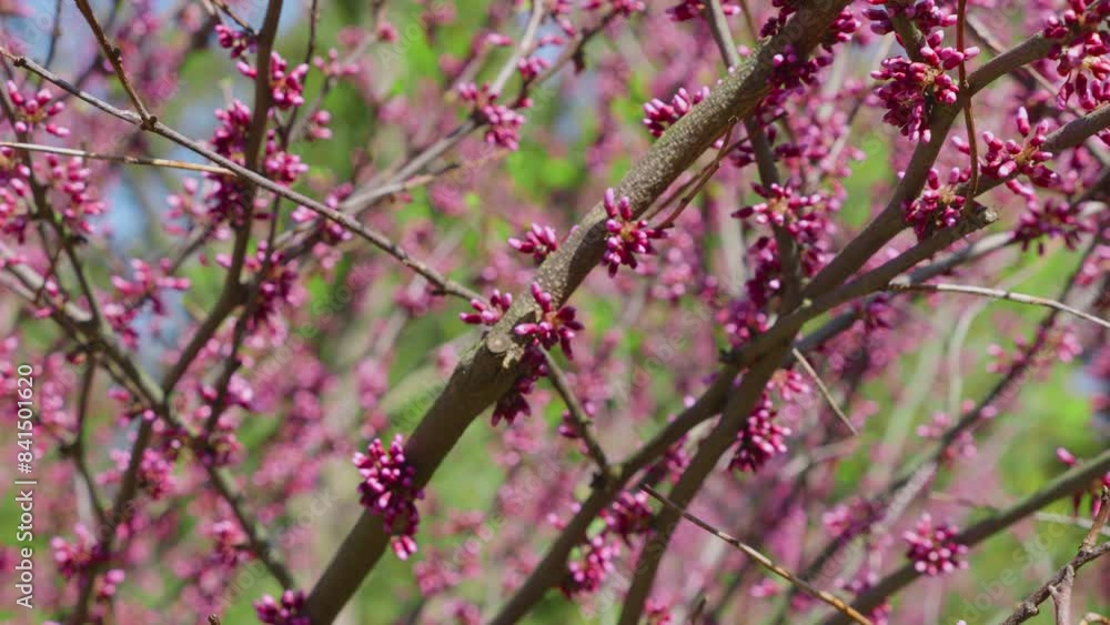 Cercis siliquastrum tree with pink flowers in spring in the garden. Cercis siliquastrum tree with pink flowers in spring in the garden.