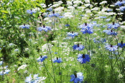 薔薇庭園に咲く青いニゲラ