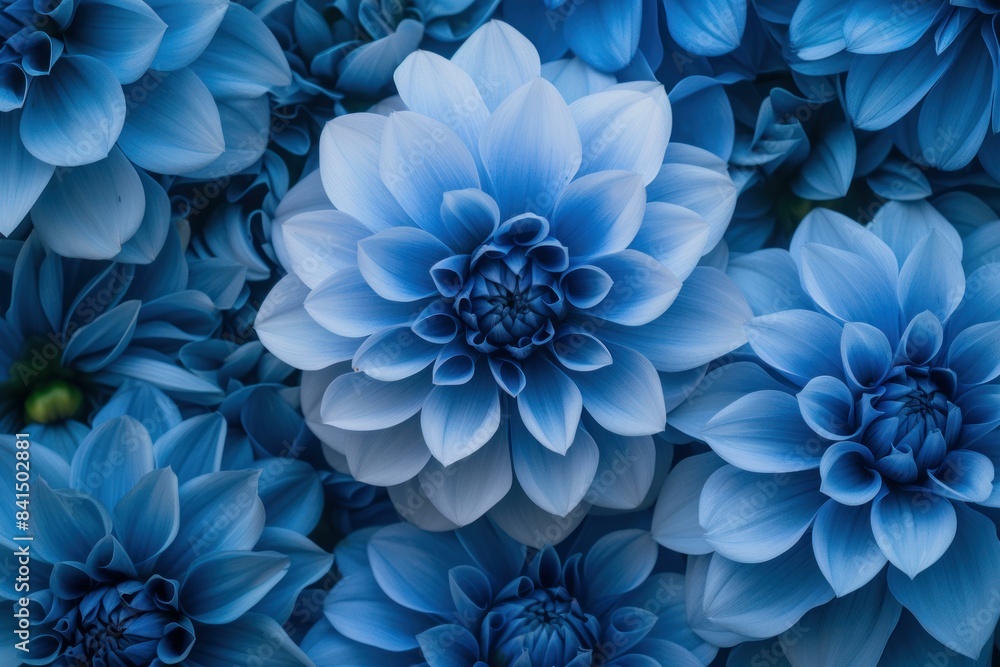 Obraz premium Tranquil close-up shot of vibrant blue dahlia flowers showcasing nature's intricate beauty