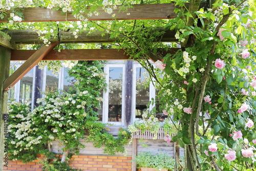 薔薇庭園のパーゴラに咲く薔薇と建物の窓