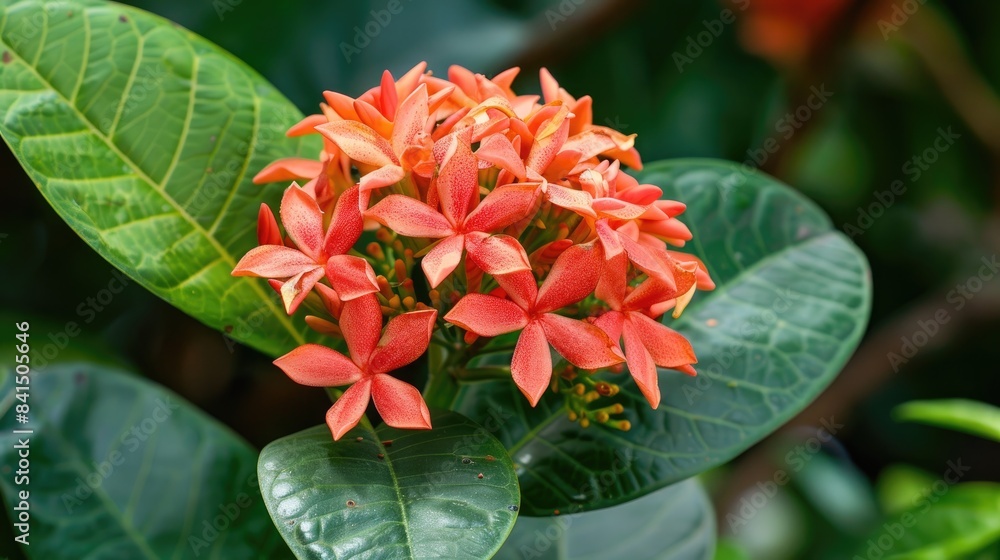 Flower of the ixora plant growing in the garden Flower of the ixora plant growing in the garden