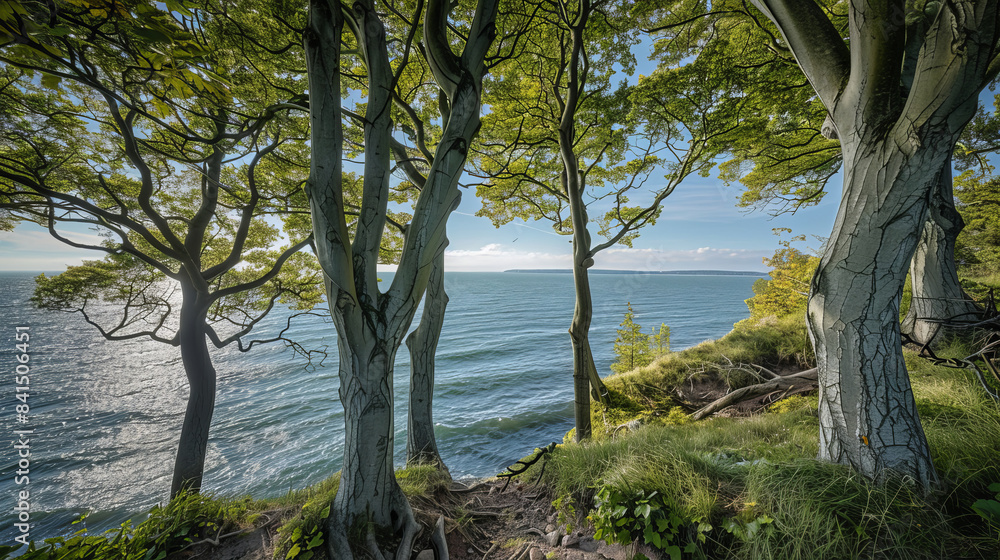 Beautiful seascape viewed through clifftop trees in Jasmund National Park Beautiful seascape viewed through clifftop trees in Jasmund National Park