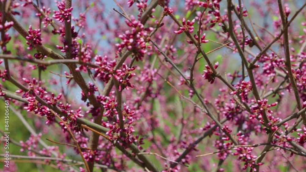 Cercis siliquastrum tree with pink flowers in spring in the garden. Cercis siliquastrum tree with pink flowers in spring in the garden.
