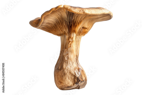 Earthy wood ear mushroom isolated on transparent background photo