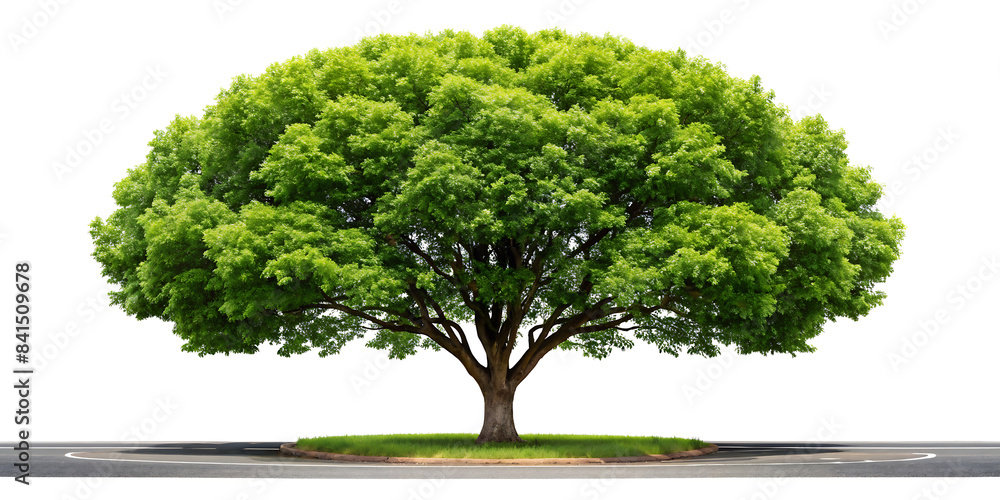 a road tree view isolated on white background , PNG AI GENERATED a road tree view isolated on white background , PNG AI GENERATED