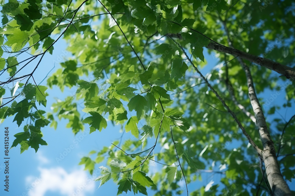 Fototapeta premium Poplar Tree Branches with Green Leaves Under Blue Sky for Nature Background