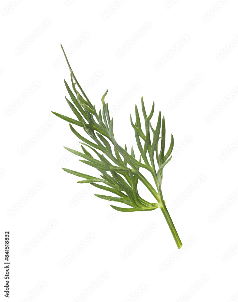 Fototapeta premium Sprig of fresh dill isolated on white