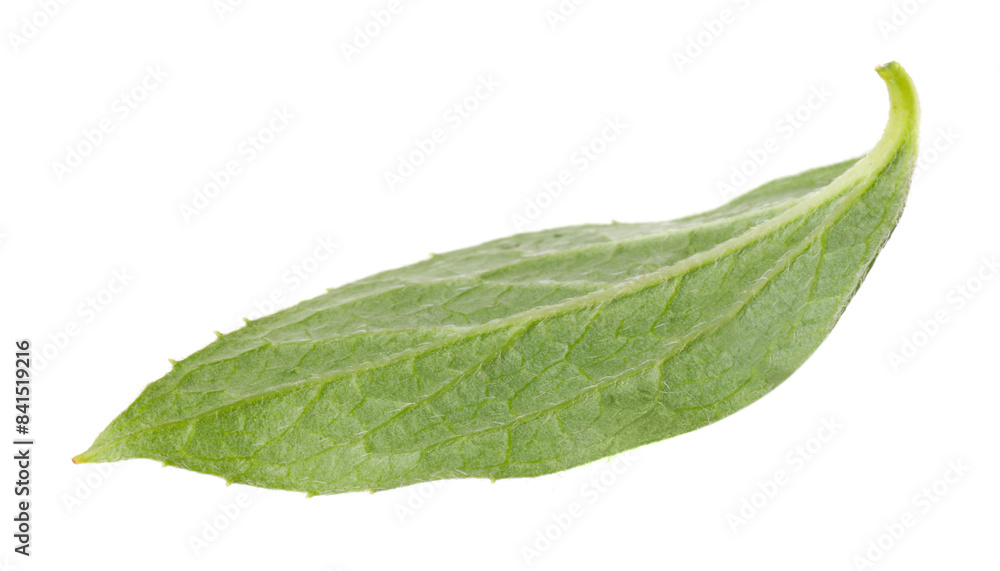 Obraz premium Fresh green jasmine leaf isolated on white