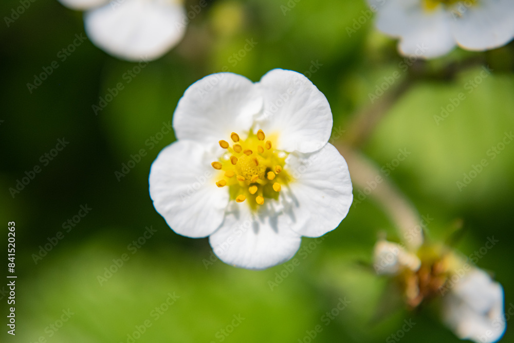 Strawberry flower in a garden bed close-up. Strawberry flower in a garden bed close-up.