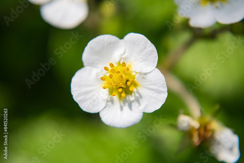 Strawberry flower in a garden bed close-up.