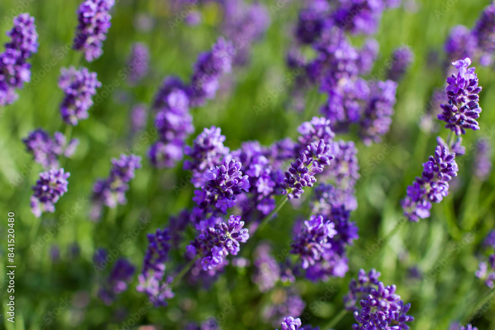 Fototapeta premium lavender flowers in a garden