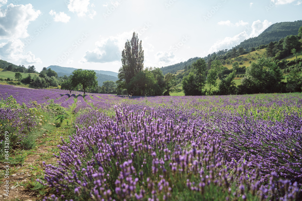 Field of lavender in Drome France with green hill backdrop. Beautiful summer landscape on a bright sunny day. Eco responsible sourcing of essential oils and makeup ingredients Field of lavender in Drome France with green hill backdrop. Beautiful summer landscape on a bright sunny day. Eco responsible sourcing of essential oils and makeup ingredients