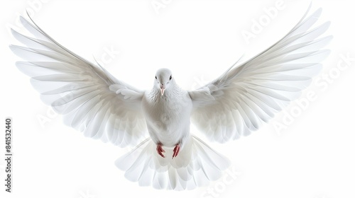 Beautiful white dove spreading its wings against a blank white sky, symbol of love and harmony photo