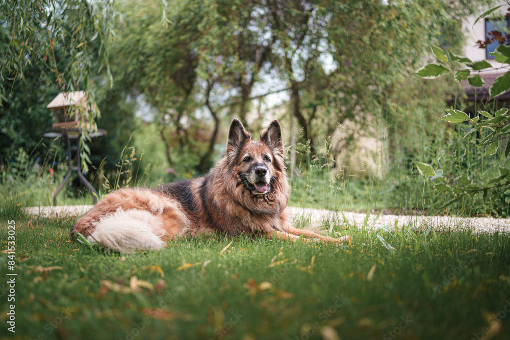 Naklejka premium Piękny stary owczarek niemiecki odpoczywający na trawie.