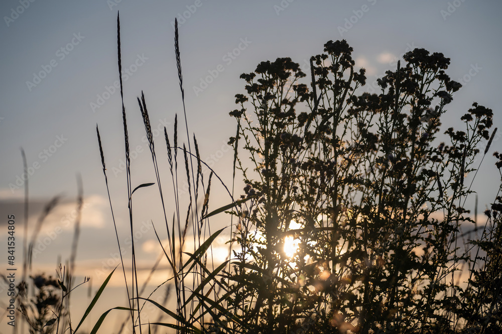 Fototapeta premium Plants in the light of the evening sun