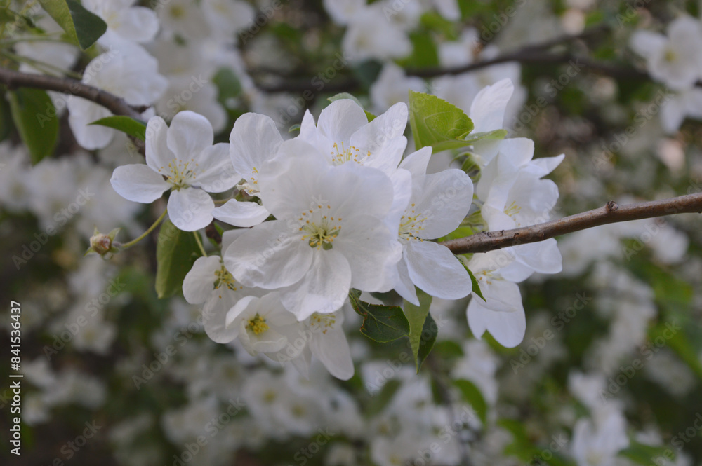 Delicate white flowers on an apple tree branch. Spring natural background. Delicate white flowers on an apple tree branch. Spring natural background.