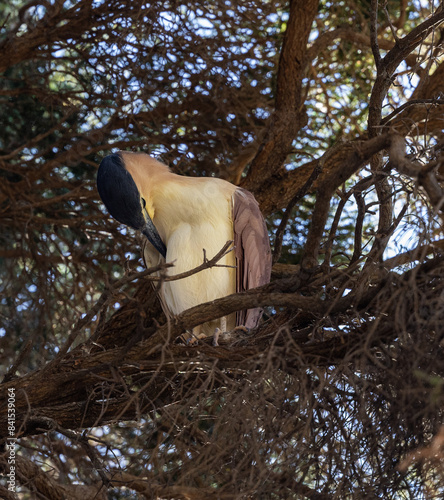 Nankeen night heron - Nycticorax caledonicus photo